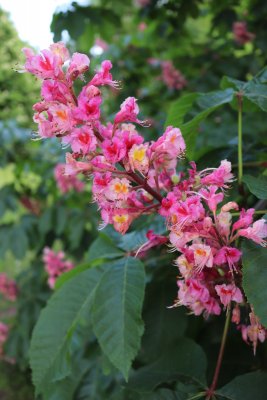 Aesculus x carnea 'Briotii' - jírovec pleťový - květ 2 (38)